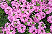 VERBENA AZTEC DARK PINK MAGIC (SEMI TRAILING)