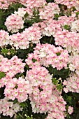 VERBENA AZTEC LIGHT PINK