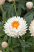 BRACTEANTHA DREAMTIME JUMBO WHITE