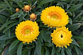 BRACTEANTHA DREAMTIME JUMBO YELLOW