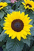 HELIANTHUS CHOCO SUN (SUNFLOWER)