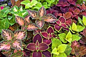 COLEUS WIZARD MIXED, (SYN. SOLENOSTEMON WIZARD MIXED)