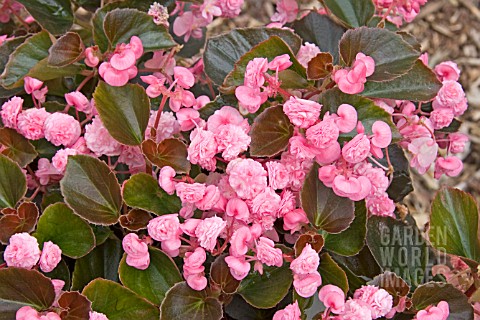 BEGONIA_DOUBLET_PINK_DOUBLE