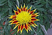 GAZANIA TOTONACA