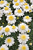 ARGYRANTHEMUM CRESTED PEARL (MADEIRA SERIES)