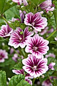 MALVA ZEBRINA