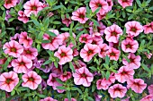 PETUNIA MILLION BELLS COSMOS PINK