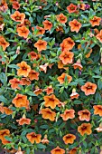 PETUNIA MILLION BELLS ORANGE GLOW