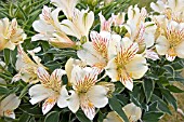 ALSTROEMERIA PRINCESS FABIANA (VARIEGATED)