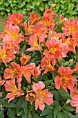 ALSTROEMERIA PRINCESS ISABELLA