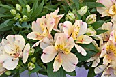 ALSTROEMERIA PRINCESS MARY