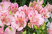 ALSTROEMERIA PRINCESS THERESA