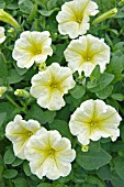 PETUNIA SURFINIA VICTORIAN YELLOW