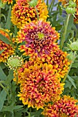 GAILLARDIA TORCH FLAME