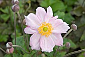 ANEMONE JAPONICA KONIGIN CHARLOTTE (QUEEN CHARLOTTE)