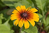 RUDBECKIA HIRTA GOLDEN JUBILEE