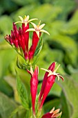 SPIGELIA WISLEY JESTER