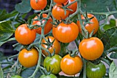 TOMATO SUNGOLD