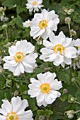 ANEMONE JAPONICA WHIRLWIND