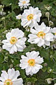 ANEMONE JAPONICA WHIRLWIND