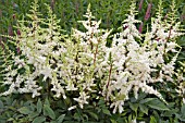 ASTILBE ELLIE