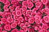 DIANTHUS INDIA STAR