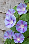 IPOMOEA CAPRICE