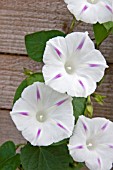 IPOMOEA SHIVA