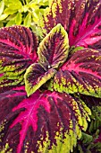 COLEUS KONG RED (SOLENOSTEMON)