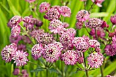 ASTRANTIA LARS