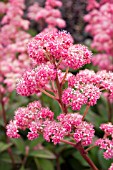 RODGERSIA FIREWORKS