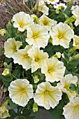 PETUNIA SURFINIA VICTORIAN YELLOW