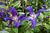 CLEMATIS BLUE LIGHT