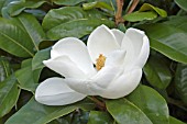 MAGNOLIA X GRANDIFLORA CHARLES DICKENS