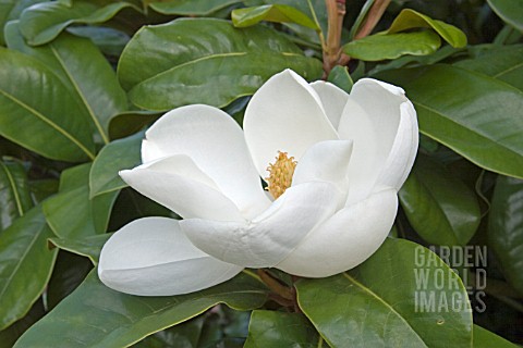 MAGNOLIA_X_GRANDIFLORA_CHARLES_DICKENS