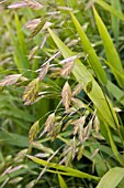 CHASMANTHIUM LATIFOLIUM (GRASS)