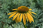 ECHINACEA HARVEST MOON