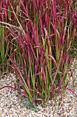 IMPERATA RUBRA,  GRASS