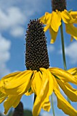 RUDBECKIA MAXIMA