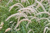 PENNISETUM ORIENTALIS TALLTAILS