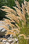 STIPA CALAMAGROSTIS