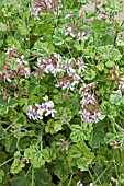 PELARGONIUM CREAMY NUTMEG (SCENTED GERANIUM)