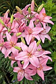 LILIUM DISCO (ASIATIC) PINK