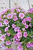 PETUNIA MILLION BELLS FLAMINGO