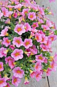 PETUNIA MILLION BELLS SALSA