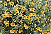 PETUNIA MILLION BELLS LEMON