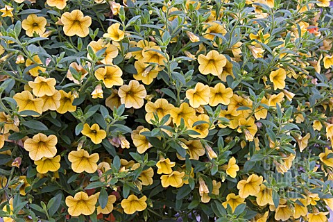 PETUNIA_MILLION_BELLS_LEMON