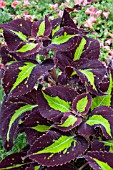 COLEUS SATURAN (SOLENOSTEMON)