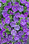 PETUNIA SURFINIA SKY BLUE