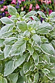 OCIMUM PESTO (VARIEGATED BASIL)